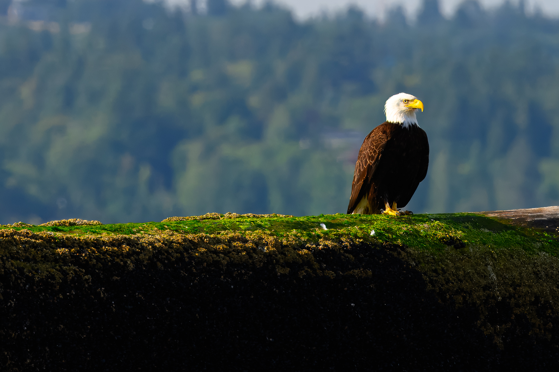 Bald eagle in flight